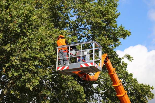 Best Tree Stump Removal  in USA